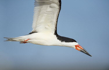 A black skimmer flies close to the camera against a bright blue sky on a sunny morning Black skimmer,skimmer,bird,birds,blue Sky,New Jersey,close,detail,feathers,feet,flying,green,red,white,wings,Rynchops niger,Chordates,Chordata,Charadriiformes,Shorebirds and Terns,Aves,Birds,Laridae,G