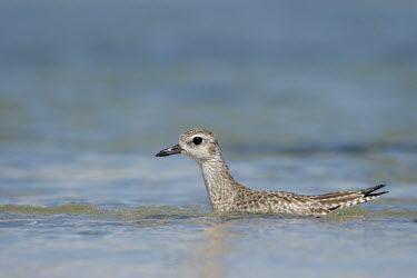 A black-bellied plover swims in the shallow blue water on a bright sunny day Black-bellied plover,bird,birds,blue,plover,bright,brown,grey,sunny,swimming,water,water level,Grey plover,Pluvialis squatarola,Aves,Birds,Ciconiiformes,Herons Ibises Storks and Vultures,Charadriiform
