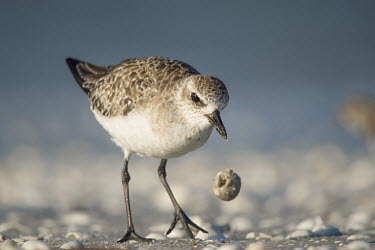 A black-bellied plover in winter plumage drops a piece of food on the beach Black-bellied plover,bird,birds,blue,plover,beach,brown,early,feeding,food,morning,sand,shells,sunlight,white,Grey plover,Pluvialis squatarola,Aves,Birds,Ciconiiformes,Herons Ibises Storks and Vulture