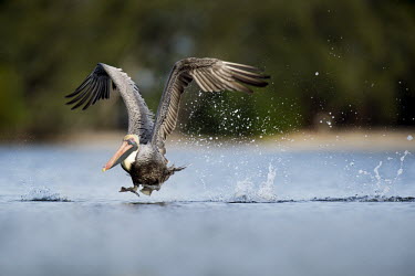 A brown pelican runs over the surface of the water during a take off splashing water everywhere blue,Brown Pelican,pelican,birds,action,awkward,brown,feet,flapping,flying,funny,goofy,green,movement,orange,running,soft light,splash,take off,trees,water,water level,white,wings,Brown pelican,Peleca