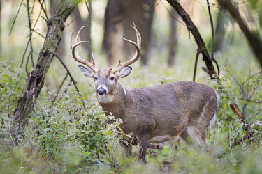 A large whitetail buck stands in a forest showing off his large antlers antlers,brown,brush,buck,deer,fur,furry,green,male,morning,rack,soft light,trees,white,whitetail deer,woods,White-tailed deer,Odocoileus virginianus,Mammalia,Mammals,Even-toed Ungulates,Artiodactyla,C