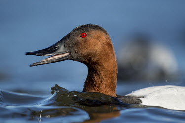 A male canvasback duck opens its bill as it swims through the blue water blue,Canvasback,Portrait,Waterfowl,brown,calling,close,close-up,drake,ducks,duck,bird,birds,eye,male,red,rust,swimming,water,water level,white,Aythya valisineria,Ducks, Geese, Swans,Anatidae,Chordates