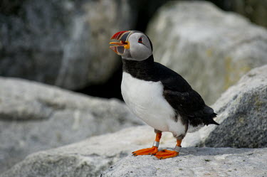 An Atlantic puffin calls out loudly while standing on rocks in the soft sun Atlantic puffin,puffin,puffins,birds,bird,seabird,seabirds,banded,bill,calling,colourful,cute,feet,funny,goofy,grey,legs,loud,noisy,orange,red,rocks,stone,tongue,white,Puffin,Fratercula arctica,Ciconi