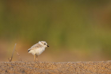 Piping plover chick standing on a sandy beach as the first morning sun shines plover,bird,birds,shorebird,Piping Plover,beach,brown,cute,early,green,morning,sand,small,smooth background,soft light,sunny,tan,tiny,Piping plover,Charadrius melodus,Aves,Birds,Charadriiformes,Shoreb