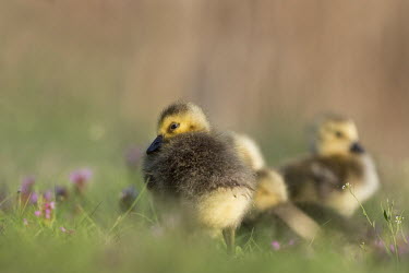 Small Canada goslings sit in the tall grass with small purple flowers as the morning sunlight warms them up Canada goose,goose,geese,bird,birds,Waterfowl,brown,cute,duck,early,flowers,fuzzy,goslings,grass,green,morning,purple,spring,sunlight,Branta canadensis,Chordates,Chordata,Ducks, Geese, Swans,Anatidae,