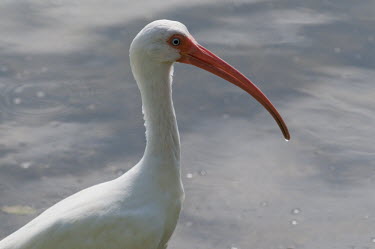 A white ibis in bright sun stands in shallow water with its large pink bill ibis,bird,birds,White Ibis,close,eye,light,pink,red,sunny,water,white,Eudocimus albus,White ibis,Chordates,Chordata,Ciconiiformes,Herons Ibises Storks and Vultures,Threskiornithidae,Ibises, Spoonbills