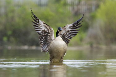 A Canada goose flaps its wings while sitting on a pond in soft overcast light Canada goose,goose,geese,bird,birds,Waterfowl,brown,duck,feathers,flapping,green,overcast,pond,reflection,soft light,swimming,water,water level,wings,Branta canadensis,Chordates,Chordata,Ducks, Geese,