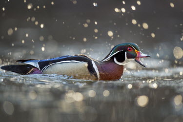 A male wood duck calls out with his bill open as a splash of water drops are glowing in the morning sun around him as he swims on a creek Waterfowl,Wood Duck,action,backlight,bokeh,bright,brown,calling,chasing,colourful,duck,early,eye,glow,green,morning,noise,open,orange,pink,purple,quack,quacking,red,rust colour,sparkle,splash,sunny,sw