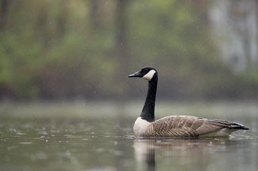 A Canada goose floats on a pond in a light spring rain Canada goose,goose,geese,bird,birds,Waterfowl,brown,duck,green,overcast,pond scum,rain,raining,rainy,reflection,soft light,swimming,water,water level,wet,white,Branta canadensis,Chordates,Chordata,Duc
