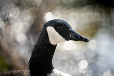 Close Canada goose portrait in front of a sparkling water background Canada goose,goose,geese,bird,birds,Portrait,Waterfowl,backlight,bill,bokeh,bright,brown,close-up,duck,sparkle,sunny,white,Branta canadensis,Chordates,Chordata,Ducks, Geese, Swans,Anatidae,Aves,Birds,
