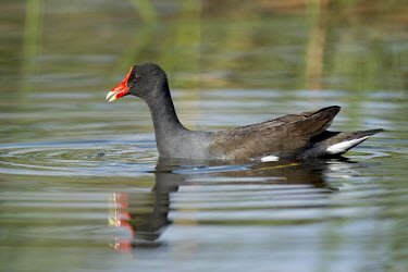 A strange looking common Gallinule swims along in calm water on a bright sunny day Common gallinule,moorhen,grey,green,red,reflection,swimming,water,water drops,Animalia,Chordata,Aves,Gruiformes,Rallidae,Gallinula galeata,Animal,BIRDS,Common Gallinule,Florida,Moorehen,black,gray,nat