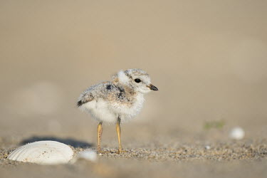 A piping plover chick stands on a sandy beach next to a shell in the early morning sunlight Ray Hennessy plover,bird,birds,shorebird,Piping Plover,adorable,baby,beach,brown,chick,cute,fuzzy,grey,orange,sand,shell,small,sunny,tan,tiny,white,young,Piping plover,Charadrius melodus,Aves,Birds,Charadriiformes,Shorebirds and Terns,Charadriidae,Lapwings, Plovers,Chordates,Chordata,Ciconiiformes,Herons Ibises Storks and Vultures,Ponds and lakes,Brackish,Wetlands,Flying,Charadrius,Omnivorous,melodus,Animalia,Streams and rivers,Near Threatened,Terrestrial,North America,IUCN Red List,BIRDS,Endangered,New Jersey,PLOVERS,animal,baby animal,baby bird,black,gray,ground level,low angle,wildlife,yellow