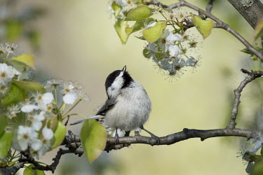 A Carolina chickadee sits on a branch on a bright sunny day on a branch of spring white flowers and bright green leaves Carolina Chickadee,bright,flowers,grey,green,leaves,perched,spring,sunny,white,Animalia,Chordata,Aves,Passeriformes,Paridae,Poecile carolinensis,Animal,BIRDS,Branch,black,gray,nature,wildlife