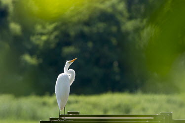 A great egret stands with a curious look in front of a green background on a bright sunny day egret,bird,birds,wader,backlight,bright,curious,green,orange,perched,sunny,white,Great egret,Casmerodius albus,Ciconiiformes,Herons Ibises Storks and Vultures,Herons, Bitterns,Ardeidae,Chordates,Chord