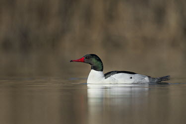 A drake common merganser swims along on a calm pond and its bright red bill stands out Common Merganser,Waterfowl,duck,early,green,iridescent,male,morning,red,reflection,swimming,water,water level,white,Mergus merganser,Common merganser,Anseriformes,Aves,Birds,Ducks, Geese, Swans,Anatid