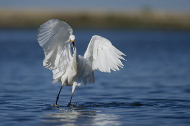 A white snowy egret jumps around with its wings out in the shallow water searching for food blue,Snowy egret,egret,bird,birds,bright,feeding,fishing,flapping,motion,smooth background,sunny,water,water level,white,wings,Egretta thula,Snowy Egret,Herons, Bitterns,Ardeidae,Chordates,Chordata,Av