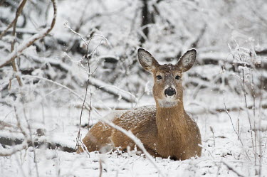 A whitetail deer doe lays in the snow in the forest brown,deer,forest,fur,laying,snow,snowing,white,whitetail deer,winter,White-tailed deer,Odocoileus virginianus,Mammalia,Mammals,Even-toed Ungulates,Artiodactyla,Cervidae,Deer,Chordates,Chordata,Toy de
