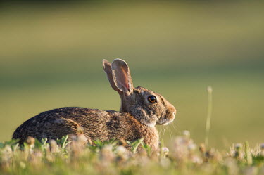 An Eastern cottontail rabbit sits in a field of grass as the early morning sun shines on it brown,fur,furry,grass,green,lighting,rabbit,sunlight,Eastern cottontail,Sylvilagus floridanus,Eastern Cottontail,Rabbits, Hares,Leporidae,Lagomorpha,Hares and Rabbits,Mammalia,Mammals,Chordates,Chorda
