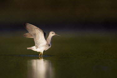 lesser yellowlegs flaps out its wings after a short preening session Lesser legs,bird,birds,wader,coastal,wetland,sandpiper,action,brown,dark,dark background,dramatic,early,flapping,green,morning,reflection,sunny,water,water level,white,wings,Lesser yellowlegs,Tringa f