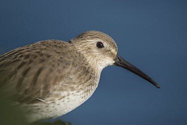 A close up portrait of a dunlin on a bright sunny day with a deep blue smooth background shorebird,bird,birds,bill,bills,bright,brown,close,detail,eye,feathers,grey,green,head,jetty,rock,smooth background,sunny,water,white,Dunlin,Calidris alpina,Chordates,Chordata,Aves,Birds,Charadriiform