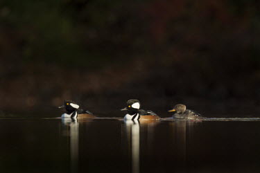 A trio of hooded mergansers swim on a calm pond as the early morning sun shines Hooded Merganser,Waterfowl,brown,drake,dramatic,duck,early,eye,female,floating,group,male,morning,pond,reflection,sun,sunny,swimming,trio,water level,white,BIRDS,animal,black,low angle,wildlife,yellow