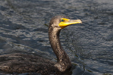 A close double-crested cormorant swimming on a sunny day showing off its colourful eye cormorant,bird,birds,seabird,Double-Crested Cormorant,bright,brown,eye,eyes,feathers,sunny,swimming,turquoise,water,water drop,water droplets,wet,Double-crested cormorant,Phalacrocorax auritus,Aves,Bi