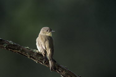 An Eastern phoebe is perched on a branch as the morning sun shines on it with a smooth dark green background Eastern phoebe,Animalia,Chordata,Aves,Passeriformes,Tyrannidae,Sayornis phoebe,bird,birds,brown,grey,green,movement,perched,soft light,water,white,BIRDS,Branch,Eastern Phoebe,FLYCATCHERS,Portrait,anim