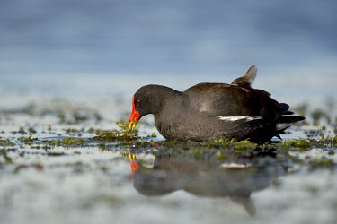 A strange looking common Gallinule swims along in calm water on a bright sunny day Common gallinule,moorhen,eating,feeding,green,red,reflection,sunlight,vegetation,water,water level,Animalia,Chordata,Aves,Gruiformes,Rallidae,Gallinula galeata,BIRDS,Blue,Common Gallinule,Moorehen,ani