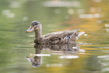 A female mallard duck swims on a pond with her reflection showing in the colourful water blue,Mallard,Waterfowl,bill,brown,duck,fall colours,female,green,morning,orange,reflection,swimming,water,water level,Anas platyrhynchos,Mallard duck,Anseriformes,Chordates,Chordata,Ducks, Geese, Swan