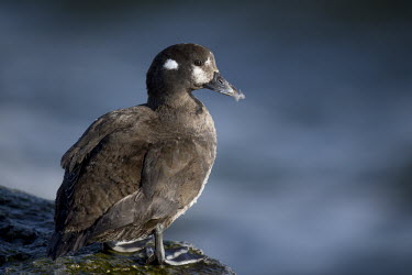 A female harlequin duck stands on a slick jetty rock on a sunny morning with a small feather stuck on her bill blue,Harlequin Duck,Portrait,Waterfowl,brown,duck,feather,feathers,female,grey,jetty,rock,slick,sunny,water,wet,white,Harlequin duck,Histrionicus histrionicus,Chordates,Chordata,Aves,Birds,Ducks, Gees