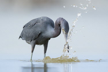 A little blue heron grabs a fish out of the shallow water and creates a large splash of water blue,bird,birds,wader,wetland,Little blue Heron,eye,feeding,fish,fishing,grey,prey,splash,water,water level,Little blue heron,Egretta caerulea,Little Blue Heron,Chordates,Chordata,Herons, Bitterns,Ard