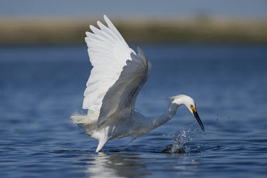 A white snowy egret just misses a small fish while striking at the water blue,Snowy egret,egret,bird,birds,bright,feeding,fishing,flapping,motion,shallow,smooth background,splash,sunny,water,water drop,water level,white,wings,Egretta thula,Snowy Egret,Herons, Bitterns,Arde