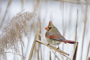 A female Northern cardinal perched on a stick in front of a snowy background cardinal,bird,birds,brown,female,orange,overcast,perched,red,snow,soft light,white,winter,Northern cardinal,Cardinalis cardinalis,Cardinalidae,Cardinals,Chordates,Chordata,Aves,Birds,Perching Birds,Pa