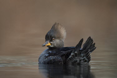 A dark brown female hooded merganser looks over her back as she floats on a calm pond Hooded Merganser,Waterfowl,brown,close,duck,female,floating,hen,orange,reflection,soft,soft light,swimming,water,water level,winter,BIRDS,animal,low angle,wildlife