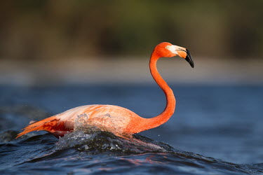 A bright pink American Flamingo is splashed by a wave as it stands in the shallow water American Flamingo,blue,FLAMINGOS,evening,green,orange,pink,splash,sunlight,water,water level,wave,Flamingo,BIRDS,Blue,Florida,animal,black,low angle,wildlife