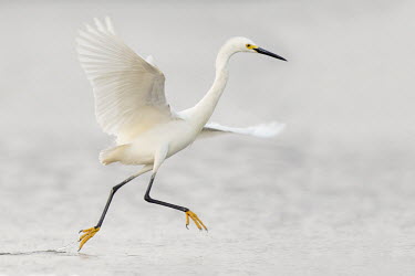 A snowy egret jumps and flaps around as it searches for food in the shallow water action,flapping,hi-key,high key,water,water level,white,wings,Snowy egret,Egretta thula,Snowy Egret,Herons, Bitterns,Ardeidae,Chordates,Chordata,Aves,Birds,Ciconiiformes,Herons Ibises Storks and Vultu