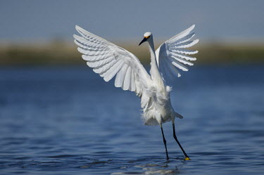A bright white snowy egret flaps its wings while standing in shallow water blue,Snowy egret,egret,bird,birds,action,bright,feathers,feeding,fishing,flapping,smooth background,sunlight,sunny,water,water level,white,wings,Egretta thula,Snowy Egret,Herons, Bitterns,Ardeidae,Cho