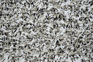 A huge flock of black and white snow Geese fly together against a white overcast sky Snow goode,goose,geese,bird,birds,Waterfowl,duck,field,flock,flying,group,many,overcast,scenic,white,wings,Snow geese,Chen caerulescens,Snow goose,Chordates,Chordata,Ducks, Geese, Swans,Anatidae,Anser