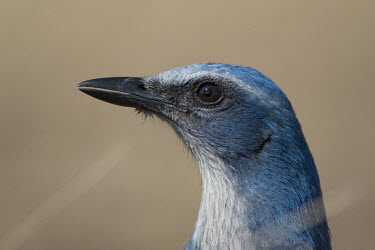 A close up head shot of a Florida scrub jay on a sunny day against a smooth brown background jay,bird,birds,scrub jay,eye,grey,head,head shot,smooth background,sunny,Florida scrub-jay,Aphelocoma coerulescens,Chordates,Chordata,Crows, Ravens, Jays,Corvidae,Aves,Birds,Perching Birds,Passeriform