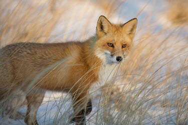 A red fox stands in a field of tall brown grass as the setting sun shines on its face Island Beach State Park,cold,fox,fur,orange,red fox,snow,white,winter,Red fox,Vulpes vulpes,Chordates,Chordata,Mammalia,Mammals,Carnivores,Carnivora,Dog, Coyote, Wolf, Fox,Canidae,Renard Roux,Zorro Ro