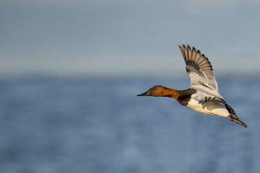 A male canvasback duck flies in front of a blue river and sky on a sunny afternoon blue,Canvasback,Waterfowl,brown,drake,ducks,duck,bird,birds,flying,grey,landing,male,red,white,wings,Aythya valisineria,Ducks, Geese, Swans,Anatidae,Chordates,Chordata,Aves,Birds,Anseriformes,Aythya,F