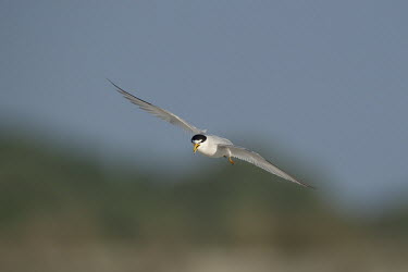 A least tern flies in front of a smooth green and blue background on a bright sunny morning blue,least tern,tern,terns,action,flying,green,orange,sunny,white,wings,Least tern,Sternula antillarum,BIRDS,Blue,Least Tern,animal,black,wildlife,yellow