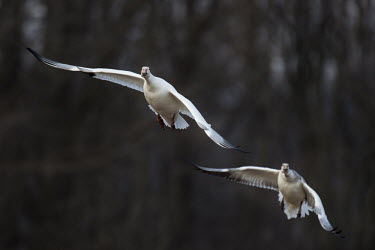 A pair of snow geese fly in front of a dark black background on an overcast winter day Snow goode,goose,geese,bird,birds,Waterfowl,action,duck,flying,orange,pink,white,wings,Snow goose,Chen caerulescens,Chordates,Chordata,Ducks, Geese, Swans,Anatidae,Anseriformes,Aves,Birds,Anser caerul