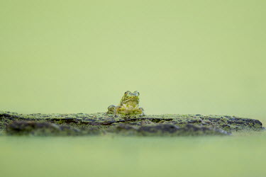 A small green frog sits on a log covered in duckweed on a completely green pond in soft overcast light Summer,amphibian,duckweed,eye,frog,green,soft light,water level,Common frog,Rana temporaria,Anura,Frogs and Toads,Amphibians,Amphibia,Ranidae,Ranids,Chordates,Chordata,Rana Bermeja,Aquatic,liui,tempor