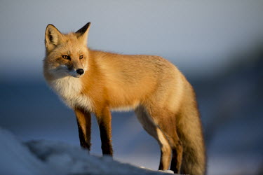 This handsome red fox stopped for just a moment and gazed in the direction of the setting sun blue,Island Beach State Park,cold,fox,fur,orange,red fox,snow,sunlight,white,winter,Red fox,Vulpes vulpes,Chordates,Chordata,Mammalia,Mammals,Carnivores,Carnivora,Dog, Coyote, Wolf, Fox,Canidae,Renard