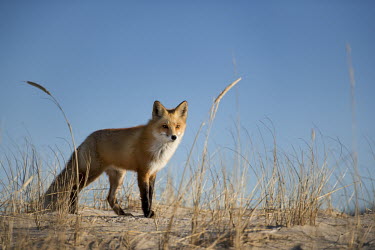 A red fox stands on a sandy dune with tall grass and a bright blue sky blue,blue Sky,Island Beach State Park,cold,dune,dune grass,fox,fur,orange,red fox,sand,white,winter,Red fox,Vulpes vulpes,Chordates,Chordata,Mammalia,Mammals,Carnivores,Carnivora,Dog, Coyote, Wolf, Fo