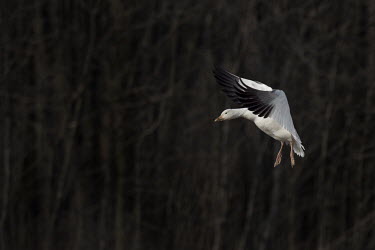 A snow goose flies in front of a dark black background of trees on an overcast afternoon Snow goode,goose,geese,bird,birds,Waterfowl,action,duck,flying,orange,pink,white,wings,Snow goose,Chen caerulescens,Chordates,Chordata,Ducks, Geese, Swans,Anatidae,Anseriformes,Aves,Birds,Anser caerul