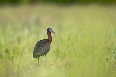 A glossy Ibis stands in a field of tall green grass on a sunny day ibis,wader,bird,birds,grass,green,iridescent,sunny,tall grass,white,Glossy ibis,Plegadis falcinellus,Ciconiiformes,Herons Ibises Storks and Vultures,Chordates,Chordata,Aves,Birds,Threskiornithidae,Ibi