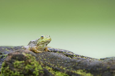 A medium sized green frog sits on top of a log covered in duckweed with a smooth green background Log,amphibian,duckweed,frog,green,moss,sitting,smooth background,soft light,Common frog,Rana temporaria,Anura,Frogs and Toads,Amphibians,Amphibia,Ranidae,Ranids,Chordates,Chordata,Rana Bermeja,Aquatic