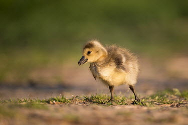 A Canada goose gosling searches for food as the early sun lights up its small fuzzy body Canada Goose,Waterfowl,brown,cute,duck,early,fluffy,fuzzy,goslings,grass,green,morning,sunlight,gees,bird,birds,Branta canadensis,Canada goose,Chordates,Chordata,Ducks, Geese, Swans,Anatidae,Aves,Bird